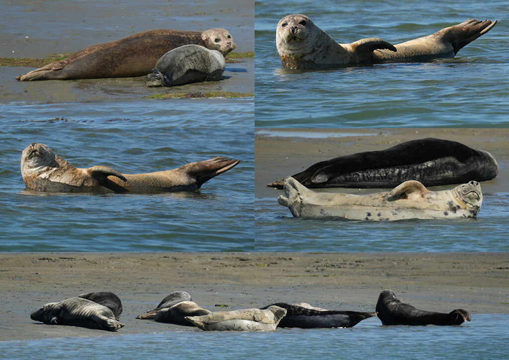 Seals by 30pics4jackiesdiamond