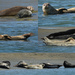 Seals