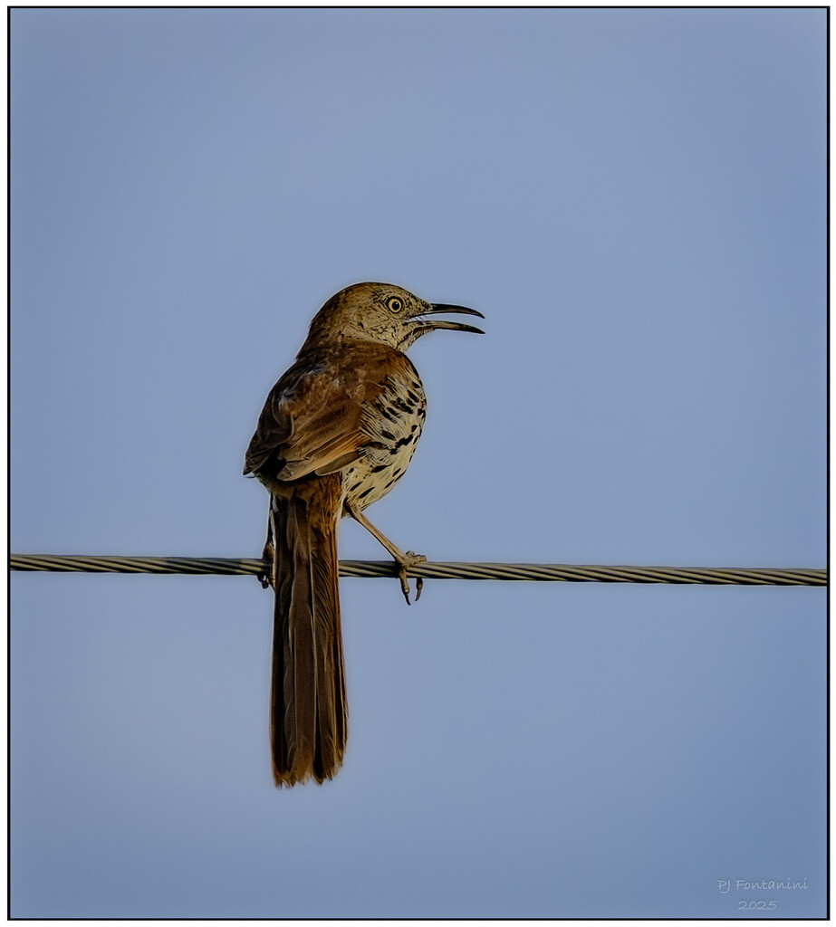 Bird on a Wire by bluemoon