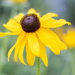 black-eyed susan