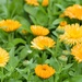 Calendula 
