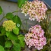 My Favorite Hydrangea 