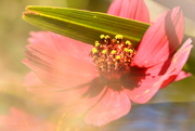 11th Jul 2025 - Cosmos with interloper Leaf~~~~~