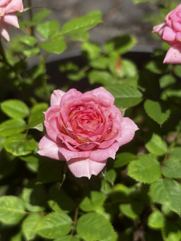 IMG_3956 by mamaholl