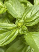 10th Jul 2025 - IMG_3960