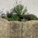 Stone trough