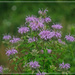 Wild Bergamot . . .