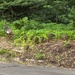 0711turkeys
