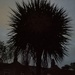 Spikey silhouette 