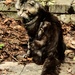 Grumpy Black Cat on the Path