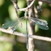 Willow Emerald Damselfly 