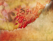 11th Jul 2025 - Alien Bee