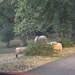 The sheep got wild 