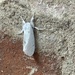 A pretty moth 