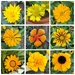 Sunshine on stems