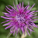 Purple by dragey74