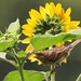 Sparrow In the Sunflowers 