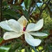 Magnolia in Bloom by marylandgirl58