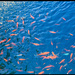 Anyone for some Fish? by hjbenson