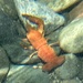 Crawdad 
