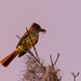 Great Crested Flycatcher!