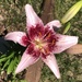 Lily  by dailypix