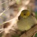 The little White Plumed Honeyeater by leggzy