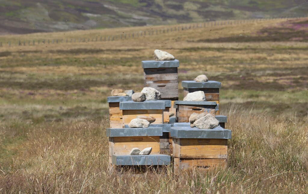 Bee Hives in Glen Esk by jamibann