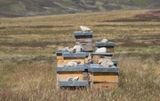 12th Jul 2025 - Bee Hives in Glen Esk