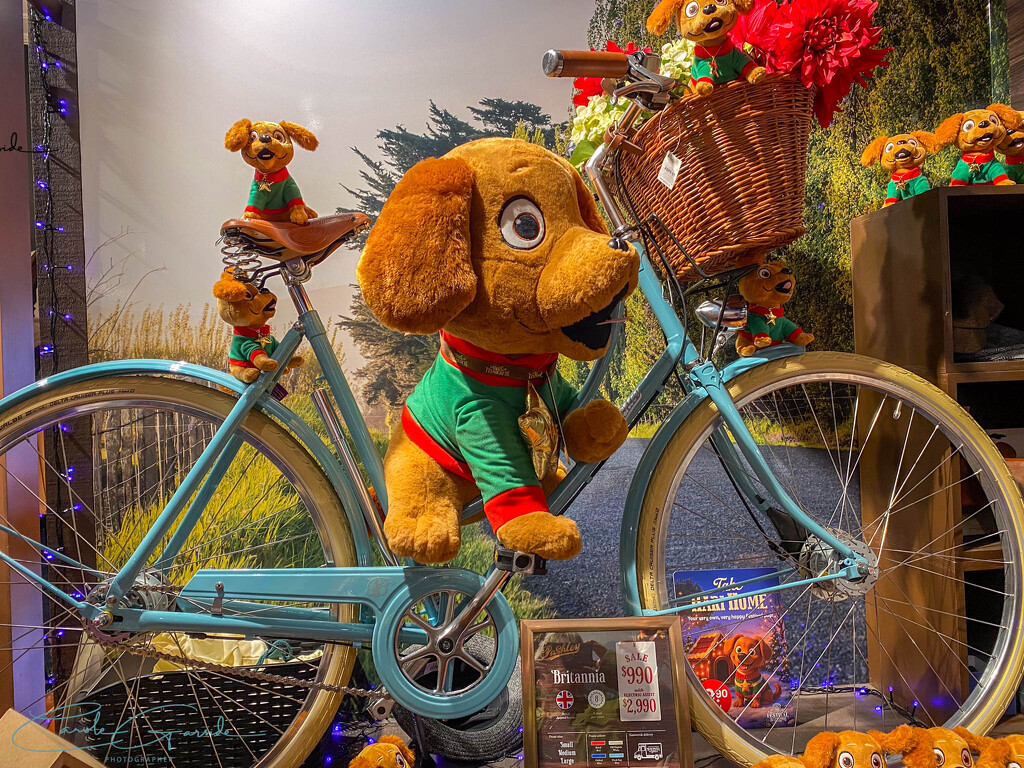 Christmas Bike Display by yorkshirekiwi