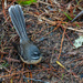 Inquisitive Fantail