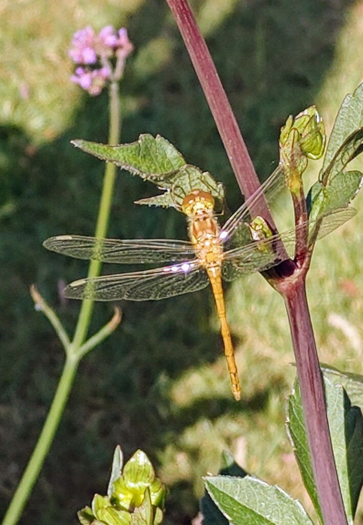 Common darter by nickrh14
