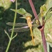 Common darter