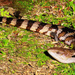 The Resident Blue Tongue Lizard ~