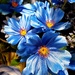 Silk Flowers