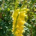 Gladioli in the sun by busylady