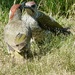 Green Woodpeckers