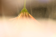 12th Jul 2025 - Snow Whites' broom~~~~~