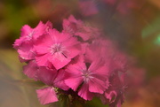 8th Jul 2025 - Pink flowers~~~~