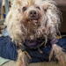 Chinese Crested