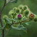Burr Flowers?