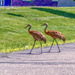 Sandhill stroll