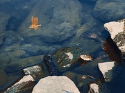 12th Jul 2025 - A snake and a dragonfly 