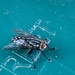 Fly