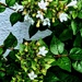 Abelia