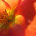 Orange Portulaca by granagringa