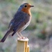 Late Robin