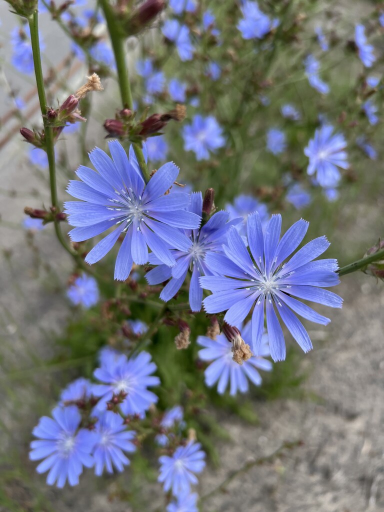 Common Chicory  by radiogirl