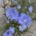 Common Chicory 