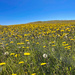 Field of Yellow